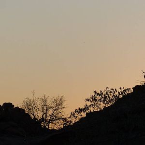 Klipspringer & Baboon on the rocks in the dawn