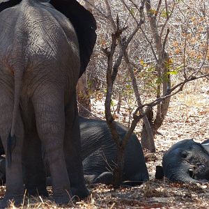 Elephants having a lazy moment in Zimbabwe