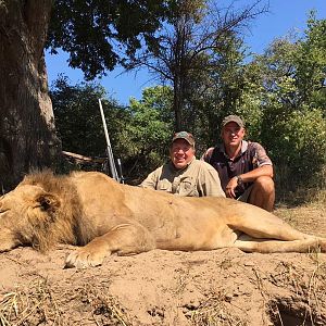 Hunting Lion Zimbabwe