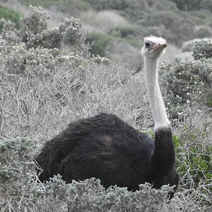 Ostrich