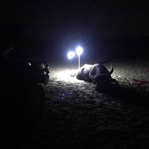 Hunting Asiatic Water Buffalo in Australia