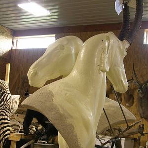 Start Of A Double Suspended Pedestal Zebra & Sable