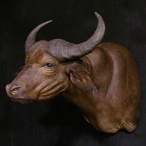 West African Savanna Buffalo Shoulder Mount Taxidermy