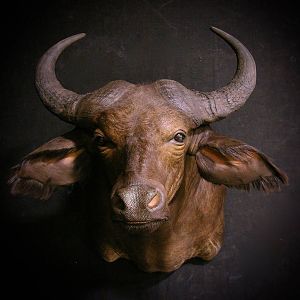 West African Savanna Buffalo Shoulder Mount Taxidermy