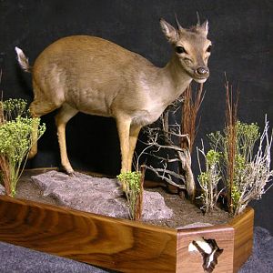 Blue Duiker Full Mount Taxidermy