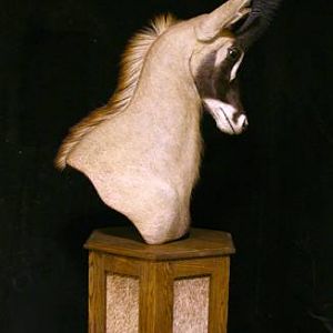 Roan Shoulder Mount Pedestal Taxidermy