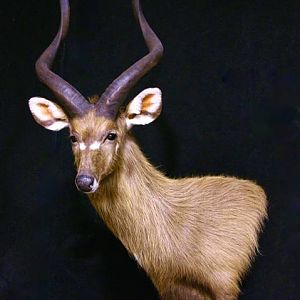 Sitatunga Shoulder Mount Taxidermy