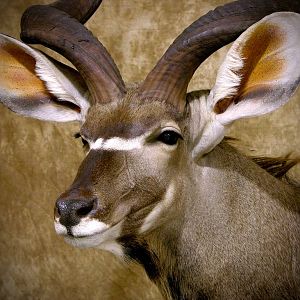 Kudu Shoulder Mount Taxidermy Close Up