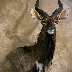 Nyala Shoulder Mount Taxidermy