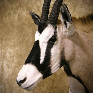 Gemsbok Shoulder Mount Taxidermy Close Up