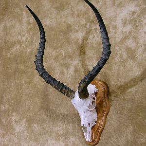 Impala European Skull Mount Taxidermy