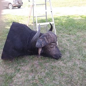 Cape Buffalo Shoulder Mount Taxidermy