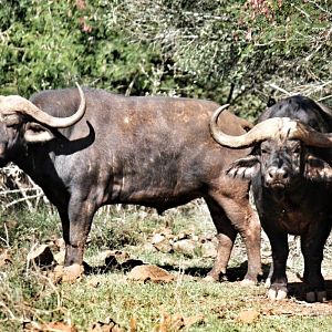 Cape Buffalo South Africa