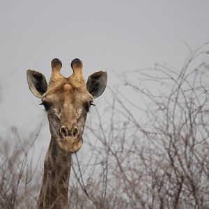 Giraffe