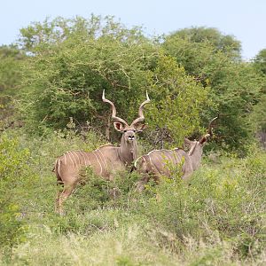 Kudu