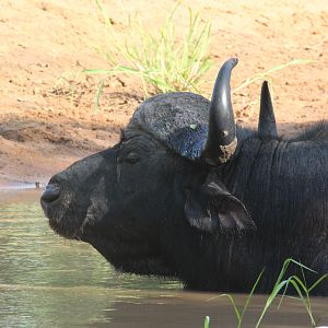 Buffalo