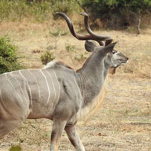 Kudu Chobe National Park Botswana