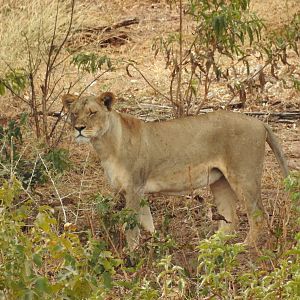 Lioness Chobe National Park Botswana