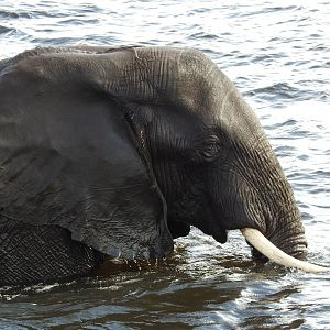 Elephant Chobe National Park Botswana