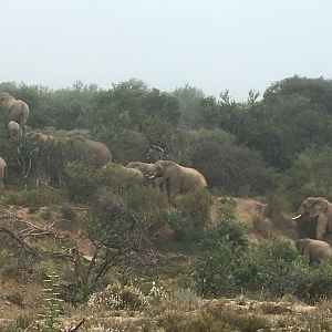 Elephant South Africa