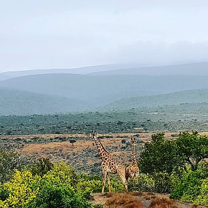 Giraffe South Africa