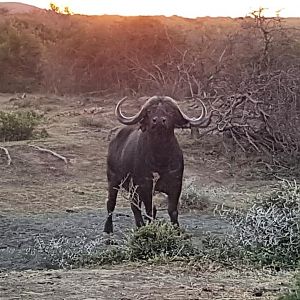 Cape Buffalo South Africa