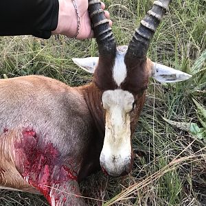 Hunting Blesbok South Africa