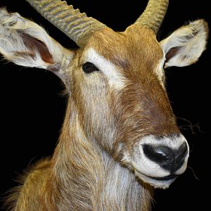 Waterbuck Shoulder Mount Pedestal Taxidermy