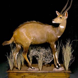 18" Inch Bushbuck Full Mount Taxidermy