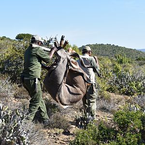 Hunting Kudu South Africa