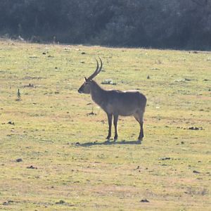 Waterbuck South Africa