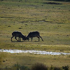 Waterbuck South Africa