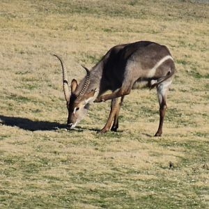 Waterbuck South Africa