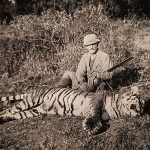An 8 ft 4 and half in Bengalese Tigress Hunt India