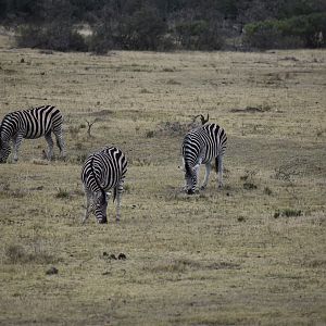 Burchell's Plain Zebra South Africa