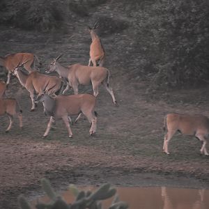 Eland South Africa