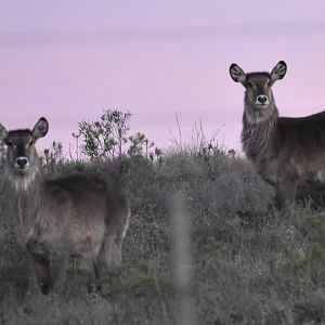 Waterbuck Females South Africa