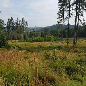 Hunting in Czech Republic