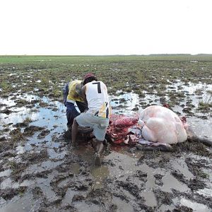 Hunting Asiatic Water Buffalo Australia