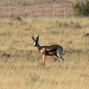 Copper Springbok South Africa