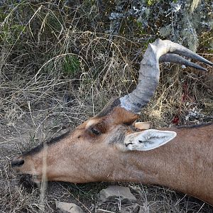 Red Hartebeest Hunt in South Africa