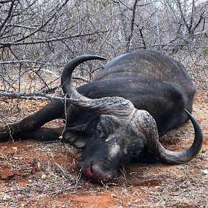 Hunting Cape Buffalo South Africa