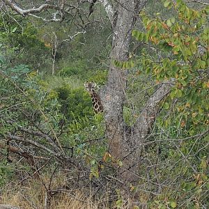 Giraffe Zimbabwe