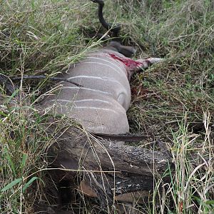 Zimbabwe Hunting Kudu