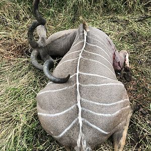 Hunt Kudu Zimbabwe