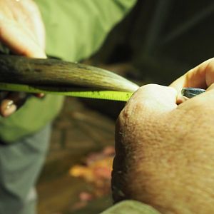 Measuring Kudu Horn