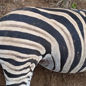 Hunting Burchell's Plain Zebra Zimbabwe