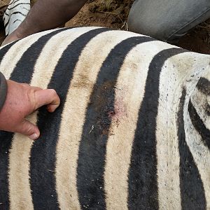 Zimbabwe Hunting Burchell's Plain Zebra