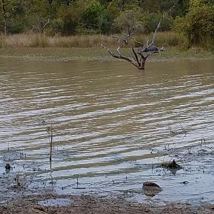 Hippos in the water Zimbabwe