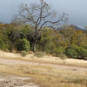 Zimbabwe Hunting Area